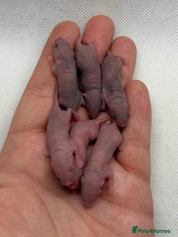 Mouse rodents - Advert 14