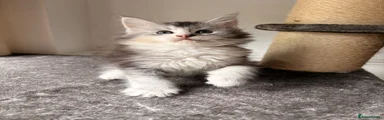 Cleo