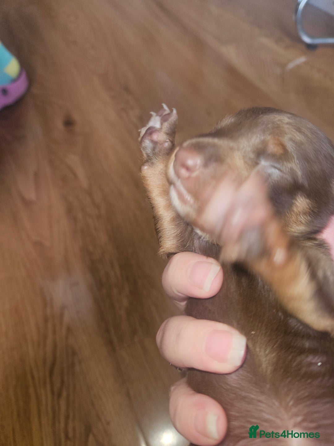 Dachshund dogs for sale: 3/4 Dachsunds  - Image 29