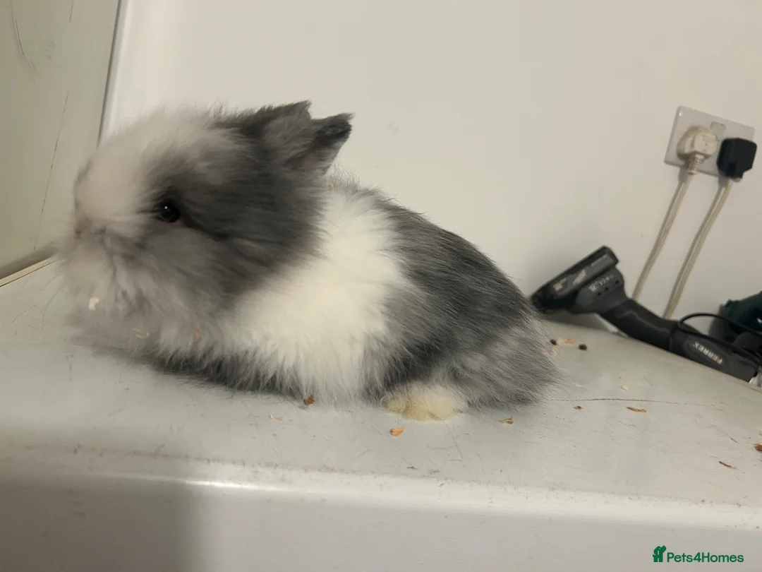Lionhead rabbits for sale: 4 lion head rabbits 10 weeks old - Advert 4