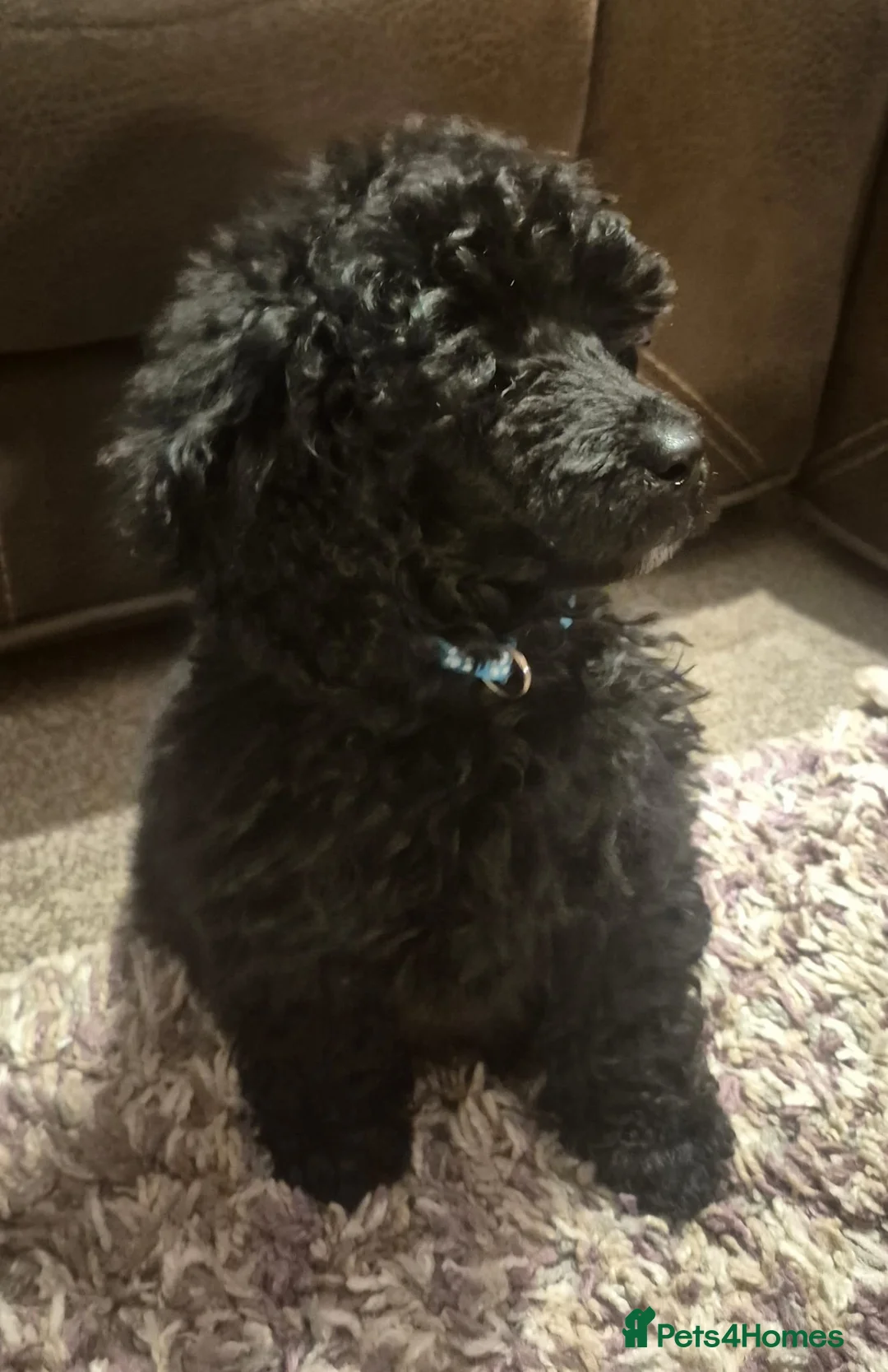 Miniature Poodle dogs for sale: Beautiful Miniature Poodles Puppies!!  - Advert 2