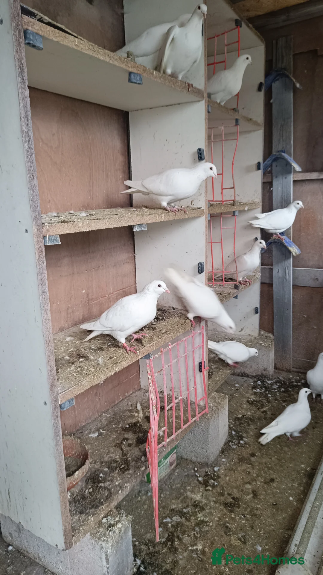 Pigeons birds for sale: White racing pigeons / doves for sale  in Birmingham - Advert 2