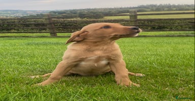 Labrador Retriever dogs - Advert 16