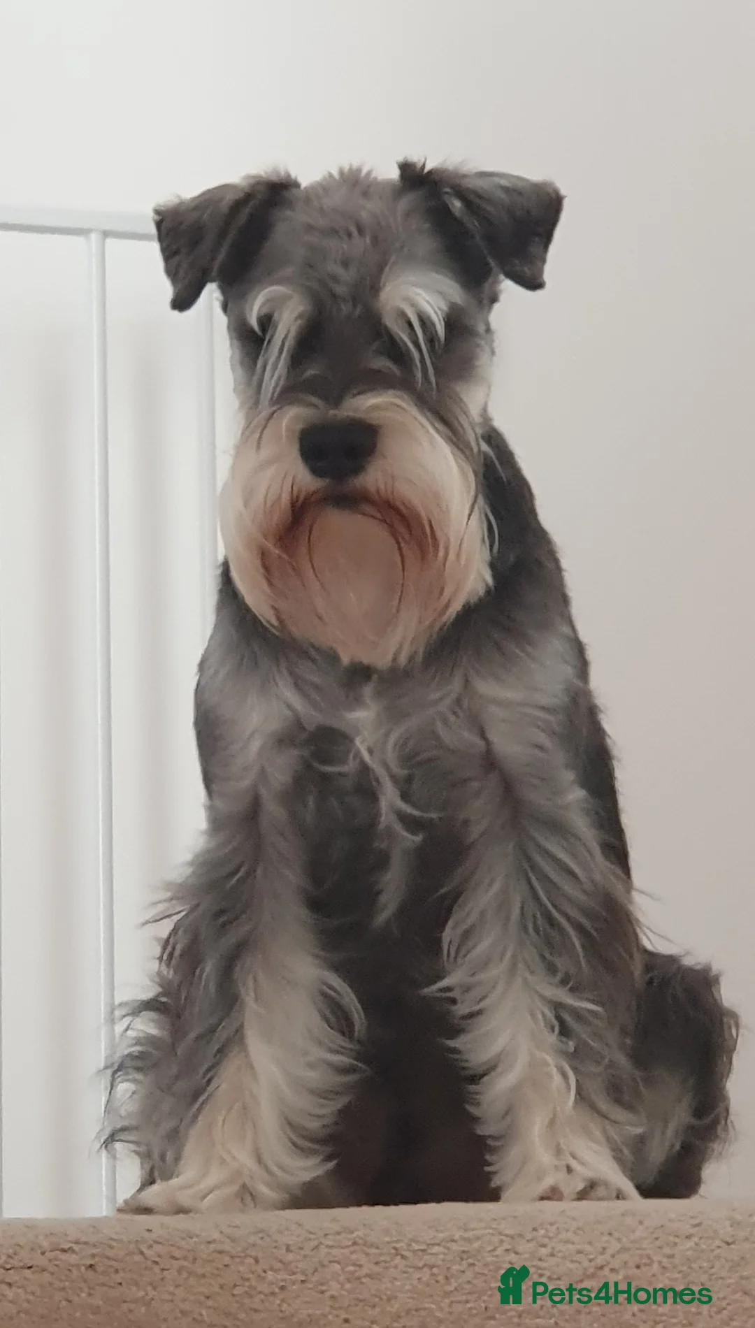 Miniature Schnauzer dogs for stud: Handsome black and silver Miniature Schnauzer  in Cambridge - Advert 10