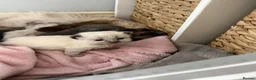 Ragdoll cats for sale: Ragdoll x BSH kittens  - Advert 5