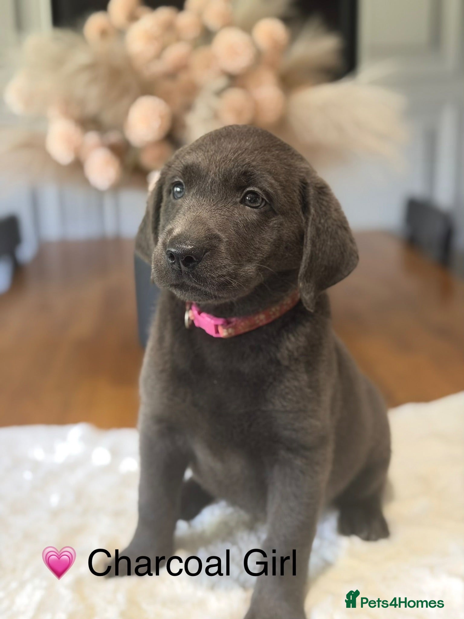 Labrador Retriever dogs Stunning Silver/Charcoal Labrador pups - Advert 1