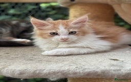 Maine Coon cats for sale: Gorgeous Pedigree Maine Coon Shaded Line Males - Image 9