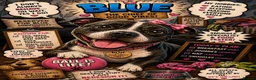 Mixed Breed dogs for sale: Meet blue  in Bedford - Advert 7