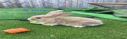 Mini Lion Lop rabbits for sale: 8 loinlops  - Advert 10