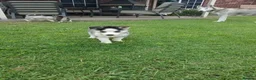 Siberian Husky dogs for sale: Excellent Siberian Husky puppies in Dudley - Advert 9
