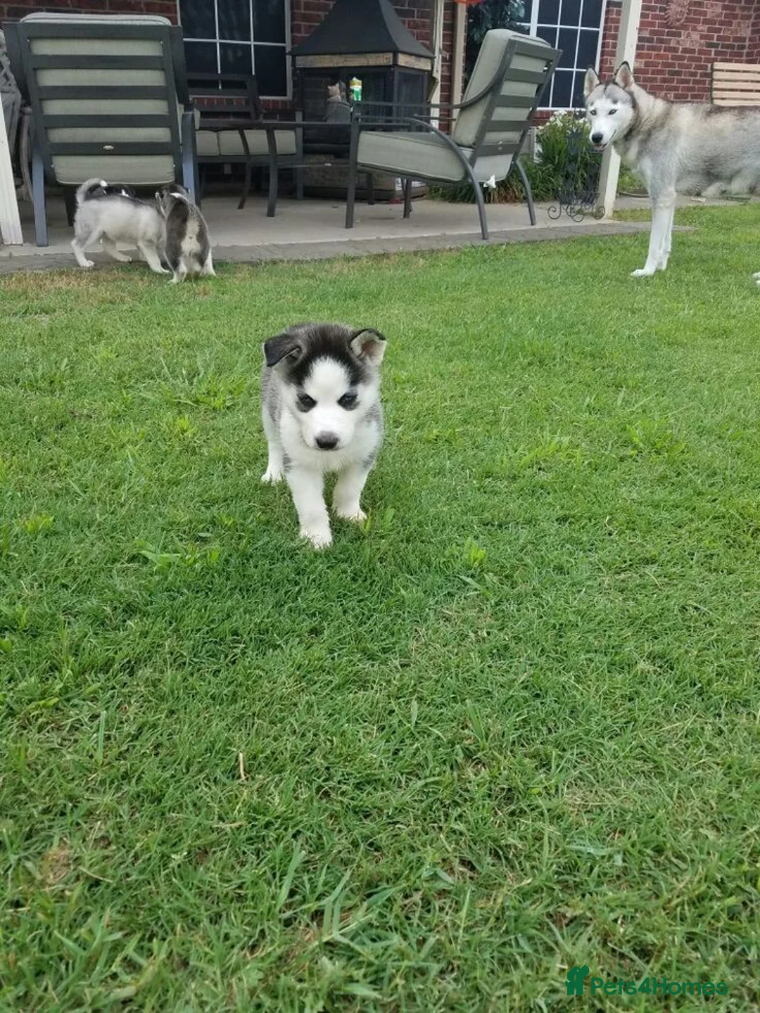 Siberian Husky dogs for sale: Excellent Siberian Husky puppies in Dudley - Advert 9