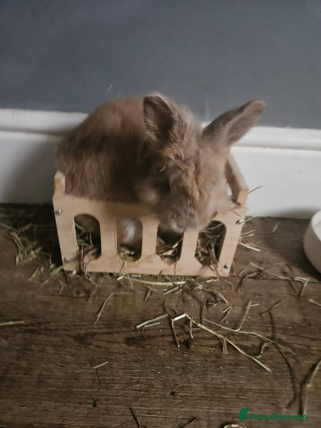 Lionhead rabbits for sale: 2 lionhead rabbits - Advert 4