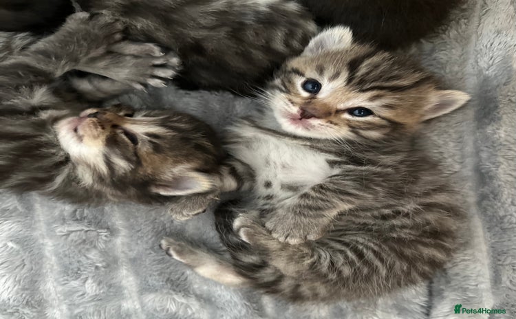 Mixed Breed cats - Advert 6