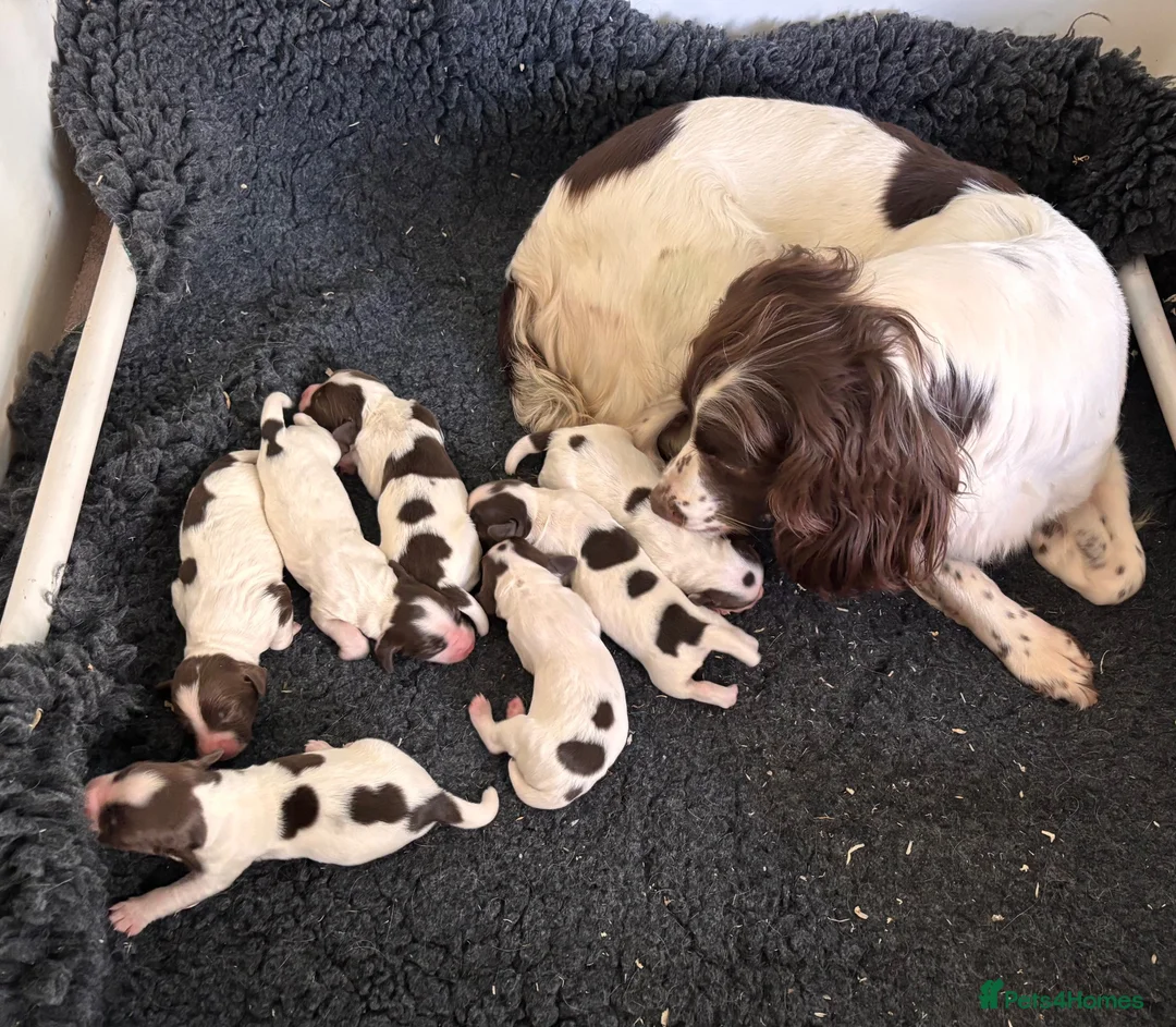 English Springer Spaniel dogs for sale: Gorgeous KC reg,licensed breeder,hereditary clear - Advert 1