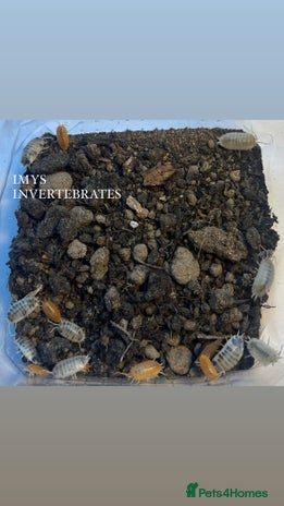 Isopods invertebrates - Advert 2