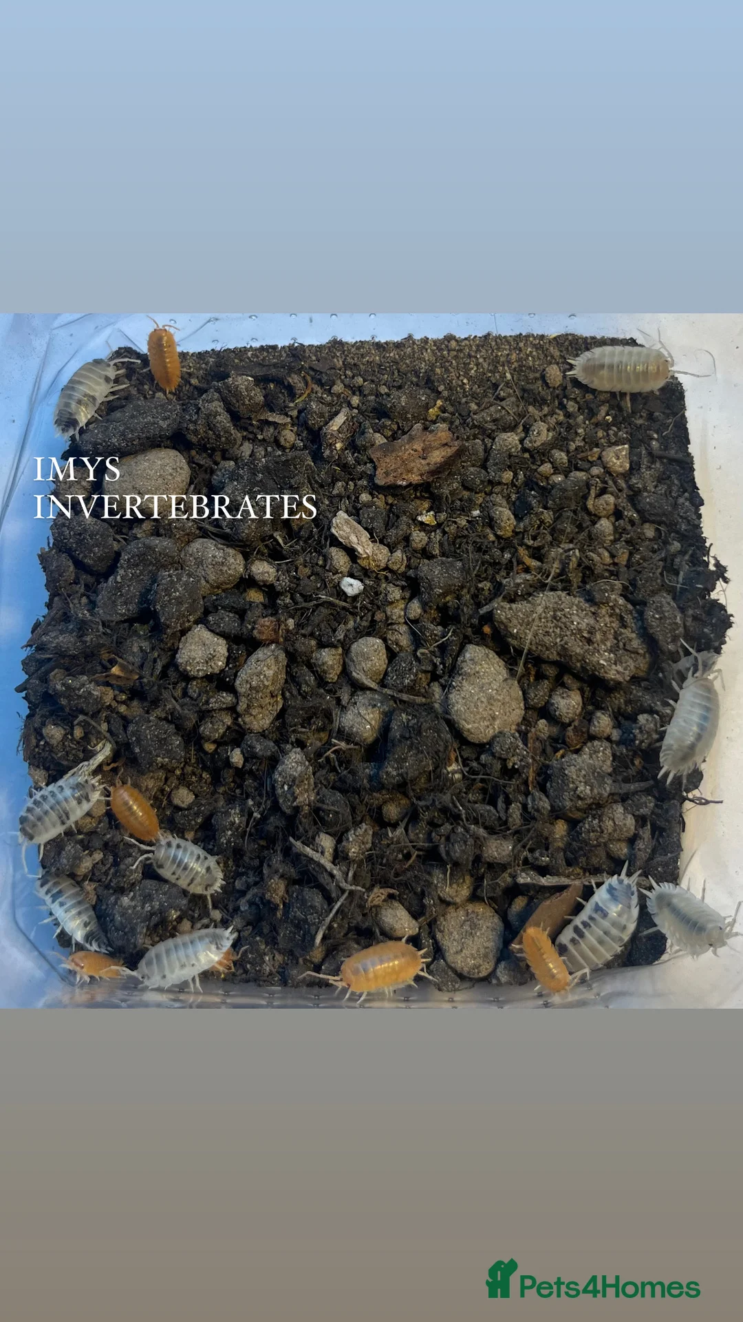 Isopods invertebrates for sale: MANY DIFFERENT ISOPOD SPECIES HAPPY TO SHIP - Advert 1