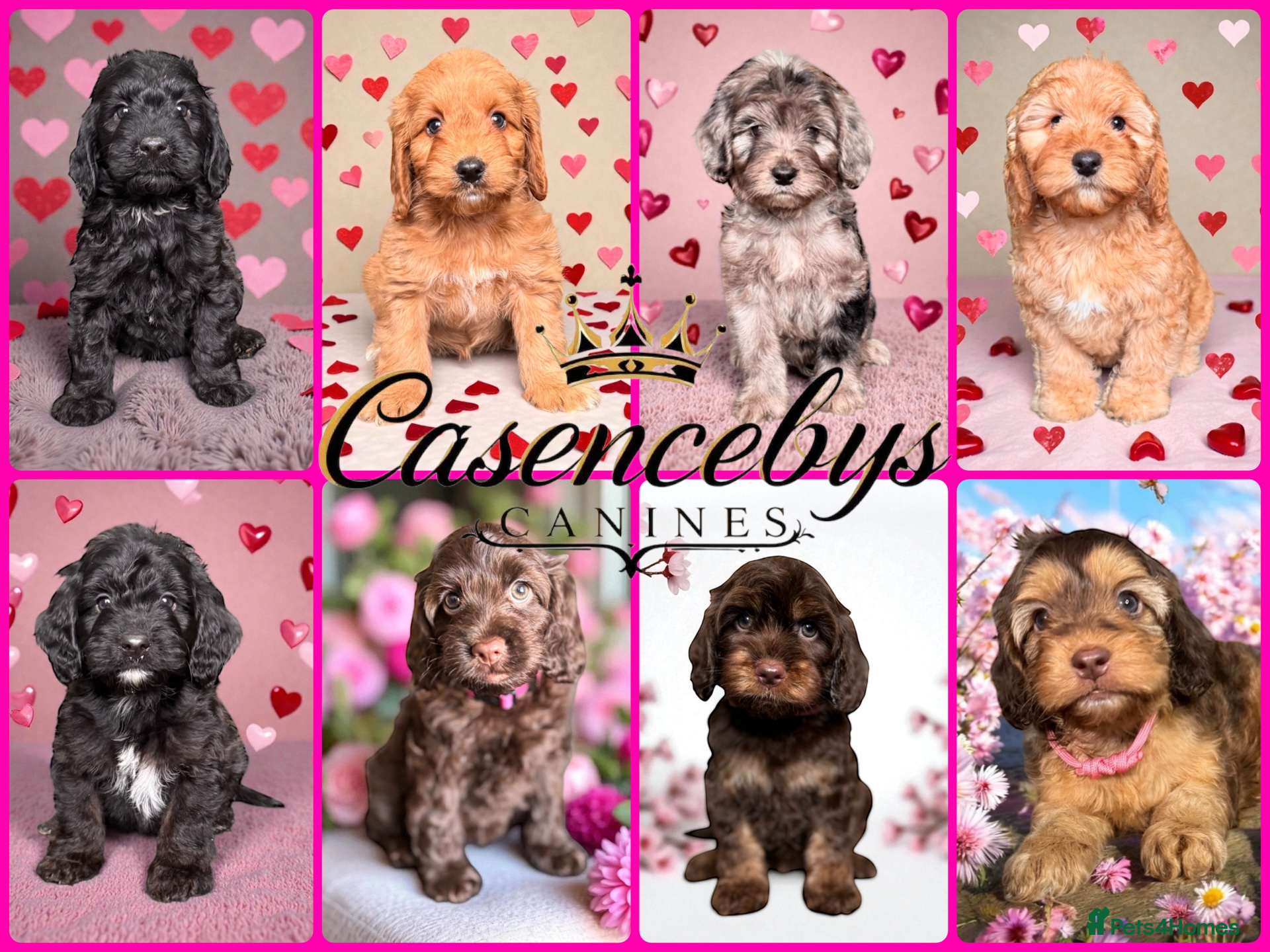Cockapoo dogs 🐶THE MOST PERFECT DNA CLEAR MINI F1 COCKAPOOS🐶 - Advert 3