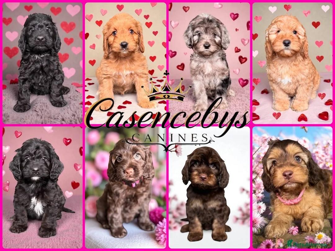 Cockapoo dogs for sale: 🐶THE MOST PERFECT DNA CLEAR MINI F1 COCKAPOOS🐶 - Advert 3