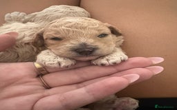 Miniature Poodle dogs for sale: Miniature poodles  - Image 4