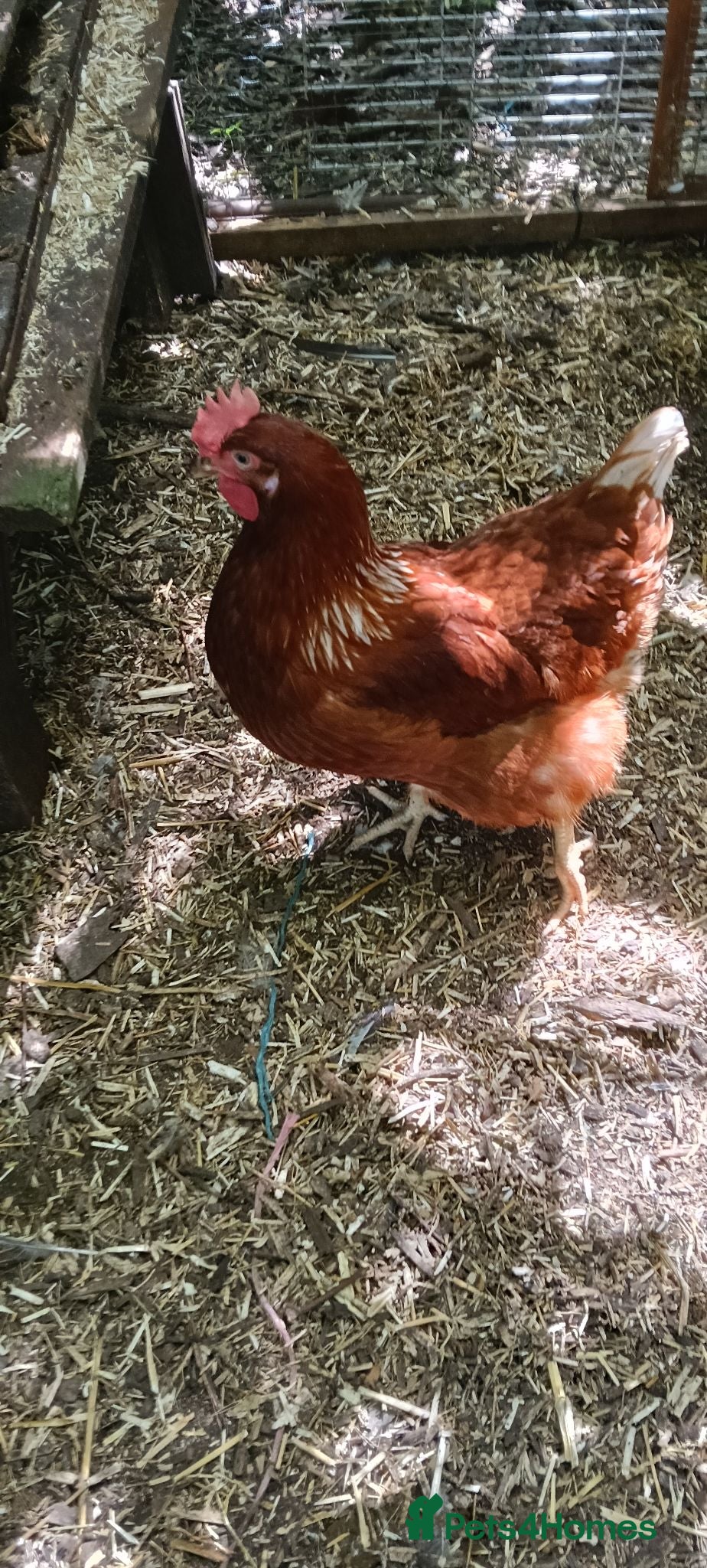 Chickens poultry Red ranger POL hens for sale  - Advert 5