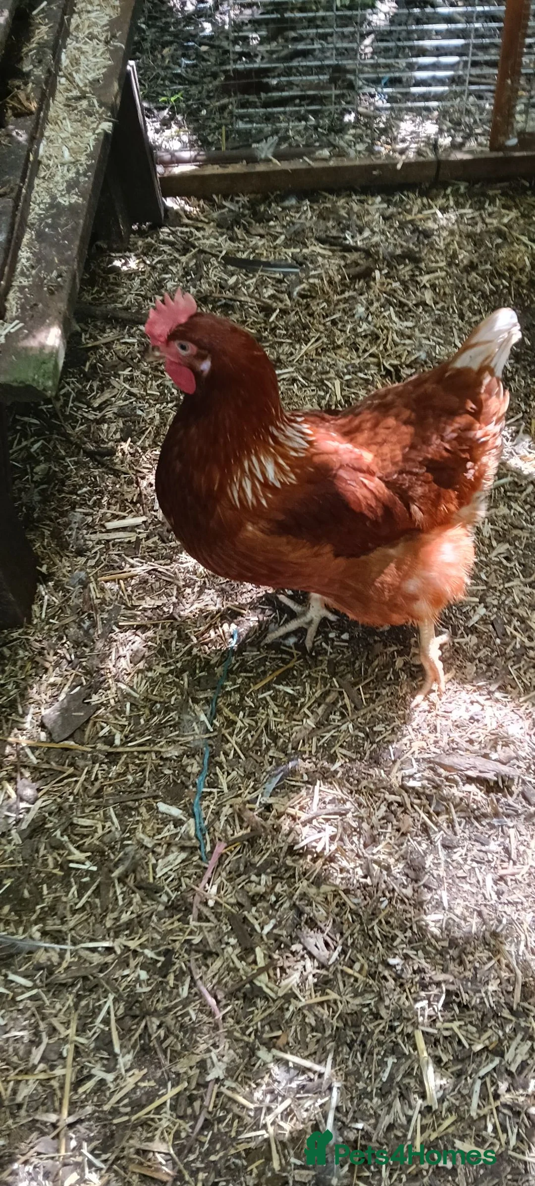 Chickens poultry for sale: Red ranger POL hens for sale  in Solihull - Advert 1