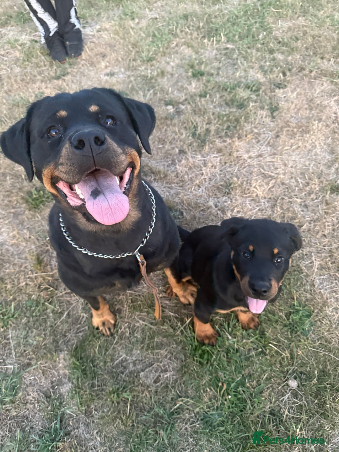 Rottweiler dogs for sale: Rottweiler puppy  - Image 3