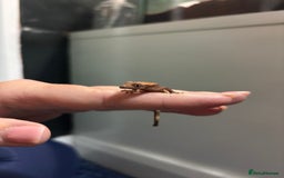 Gecko reptiles for sale: Lily white crested geckos  - Image 3