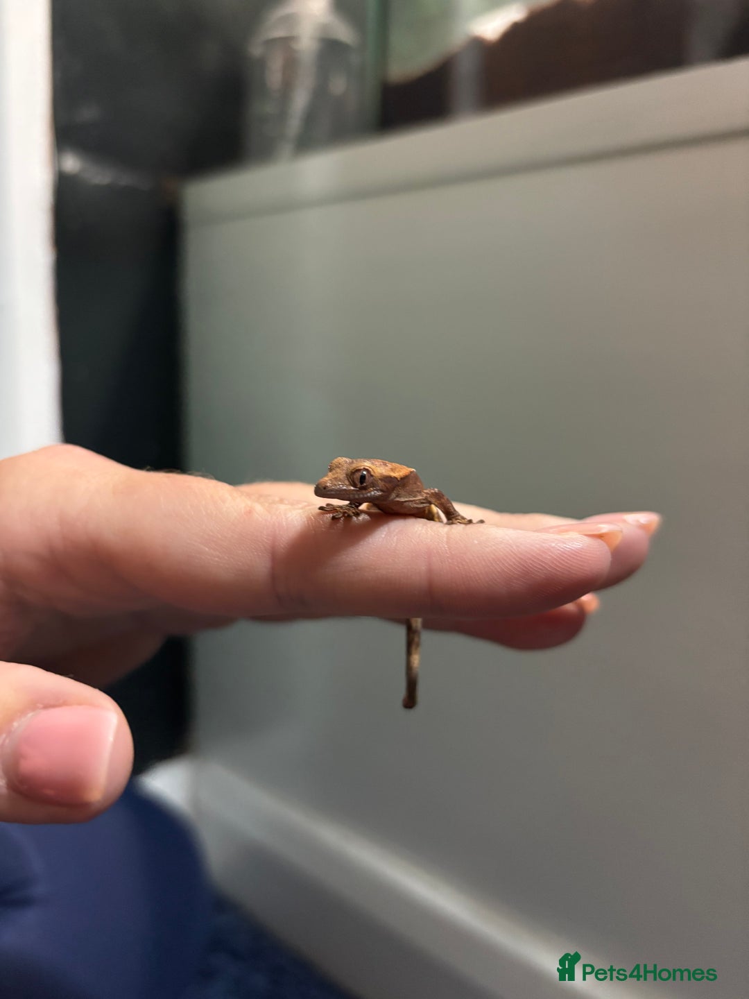 Gecko reptiles for sale: Lily white crested geckos  - Image 3