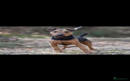 Mixed Breed dogs for sale: Patterdale/ fell terriers/ lakeland  - Image 2