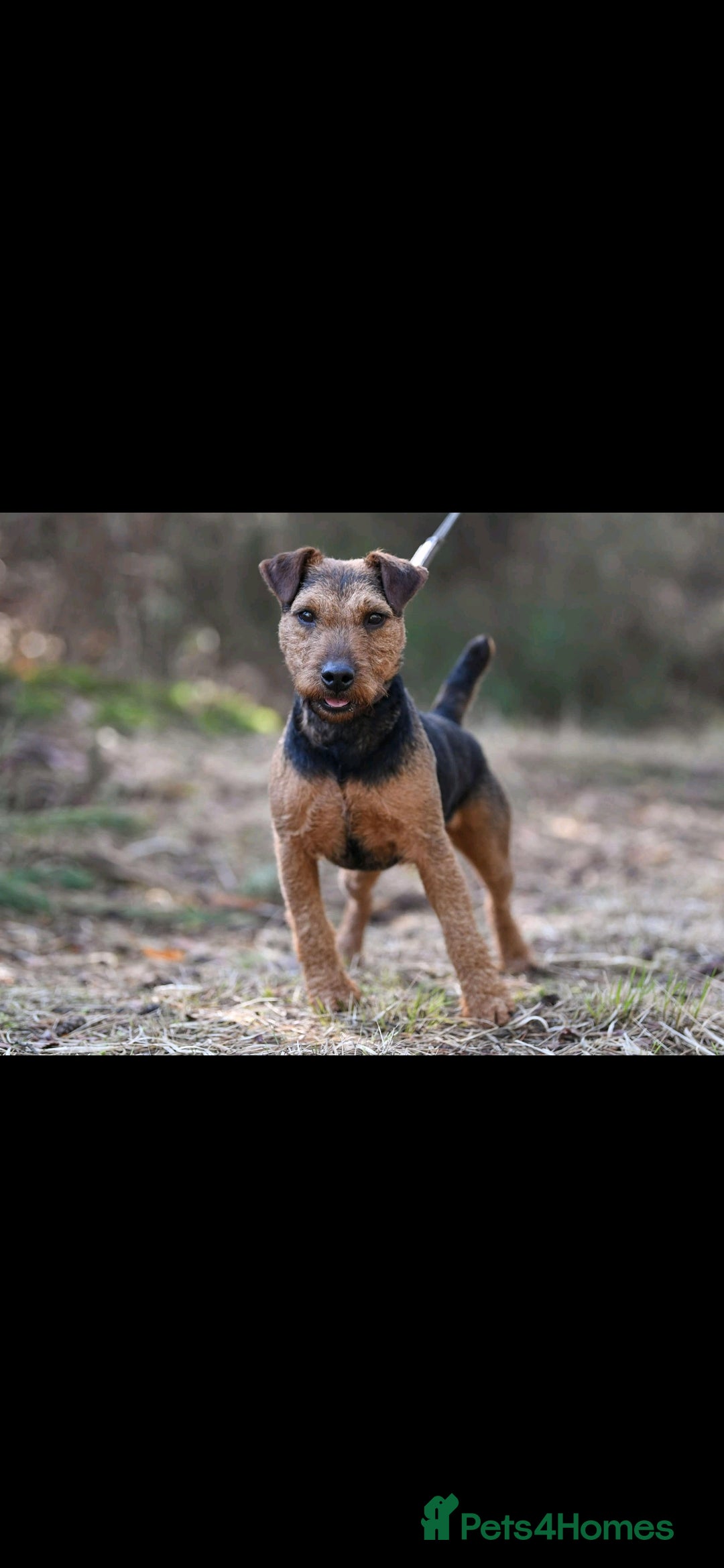 Mixed Breed dogs for sale: Patterdale/ fell terriers/ lakeland  - Image 2