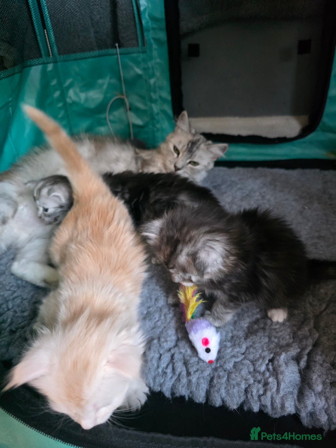 Maine Coon cats for sale: Beautiful 3/4 maincoon kittens  - Image 15