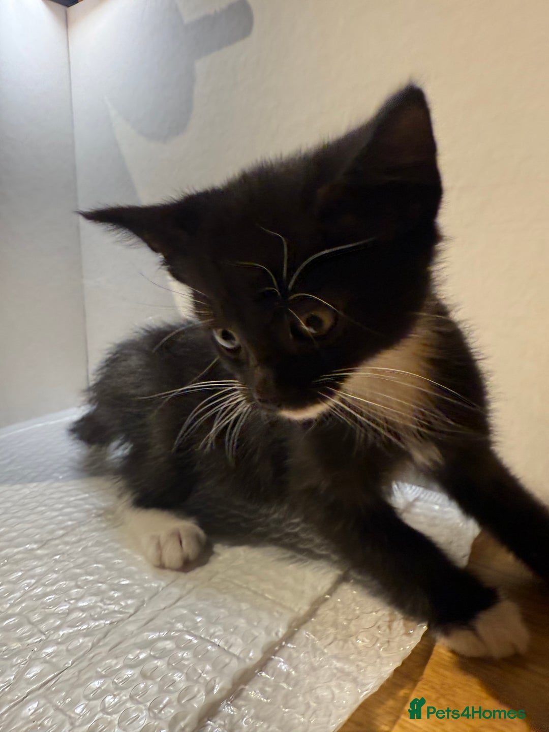 Korat cats for sale: Cute playful kittens ready for their new home 🖤🤍 - Advert 17