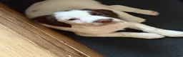 English Springer Spaniel dogs for sale: Gorgeous Springer Spaniel Pups - Advert 22