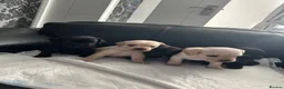 Mixed Breed dogs for sale: French bulldog - cockapoo - Advert 10