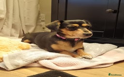 Dachshund dogs for sale: Dashhund for sale female - Image 2