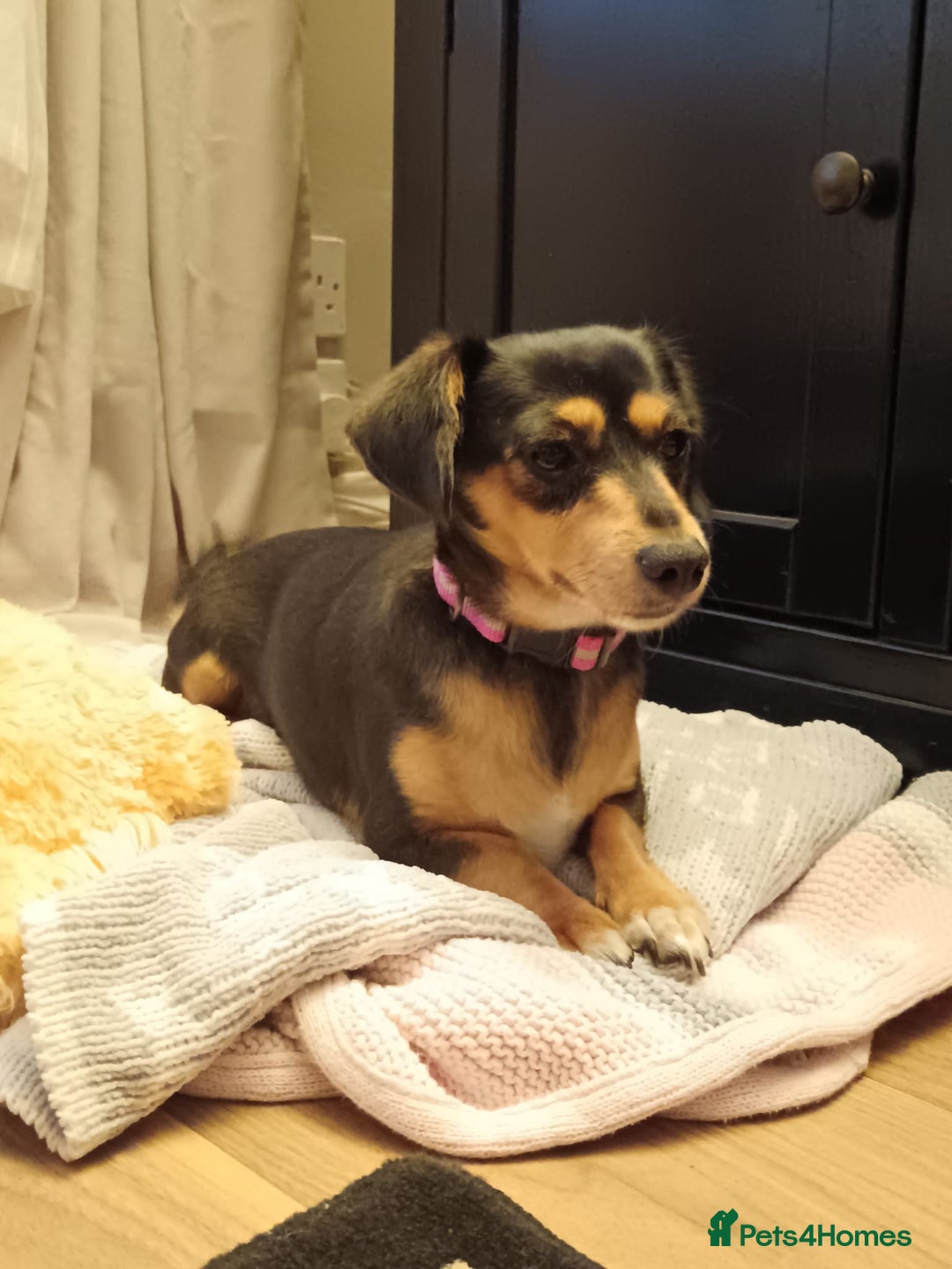Dachshund dogs for sale: Dashhund for sale female - Image 2