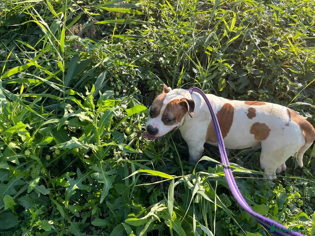 Staffordshire Bull Terrier dogs for adoption: Leia - Norwich Norfolk  - Advert 21