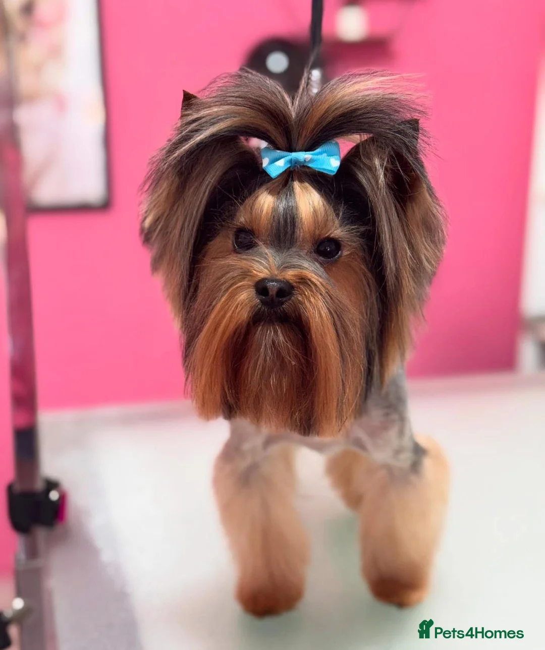 Yorkshire Terrier dogs for sale: Exceptional Pure Yorkshire Terrier Boys  - Advert 19