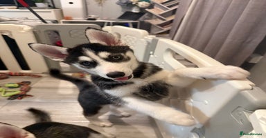 Siberian Husky dogs - Advert 7