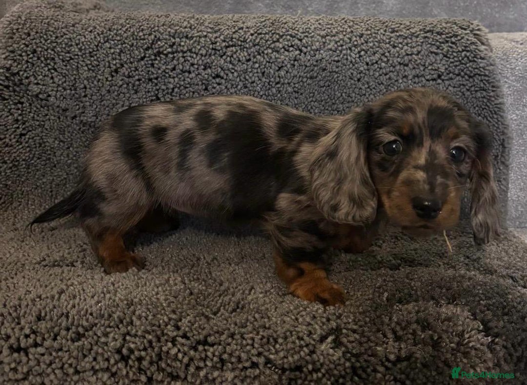 Miniature Dachshund dogs for sale: Beautiful long haired dachshund  - Advert 8