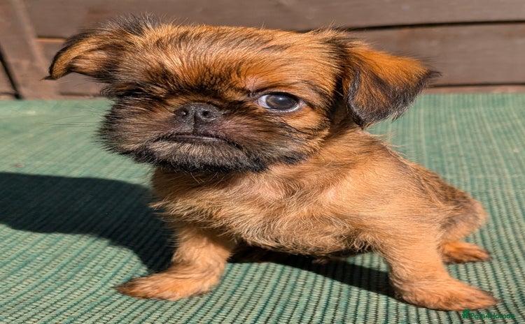 Griffon Bruxellois dogs - Advert 1