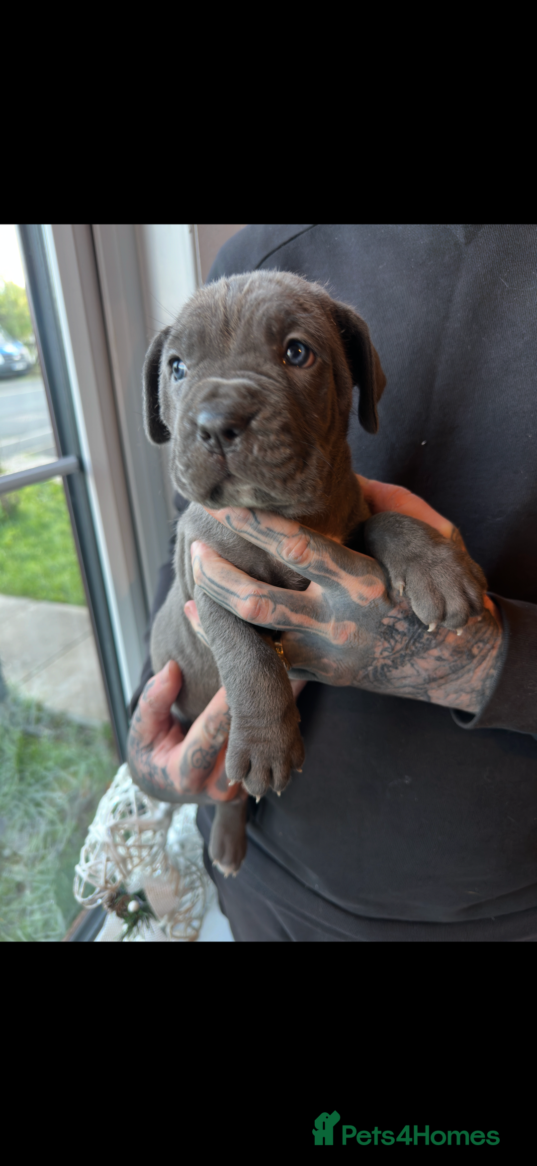 Mixed Breed dogs for sale: Presa X Neo puppies - Advert 23