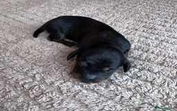 Miniature Dachshund dogs for sale: Miniature long-haired dachshunds - Image 6