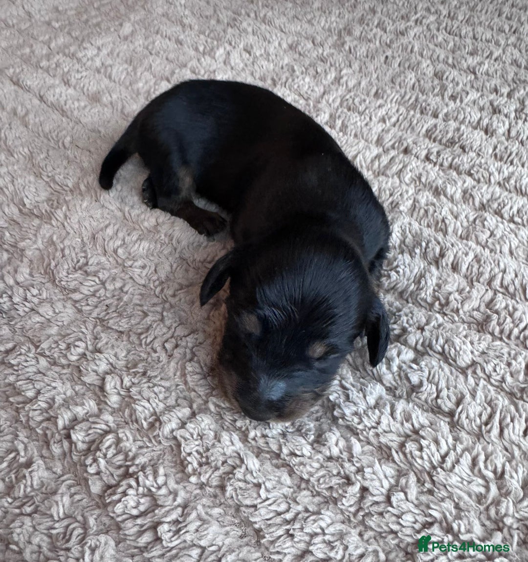 Miniature Dachshund dogs for sale: Miniature long-haired dachshunds - Image 6