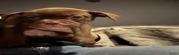 Old Tyme Bulldog dogs for sale: Old tyme English Bulldog  - Advert 6