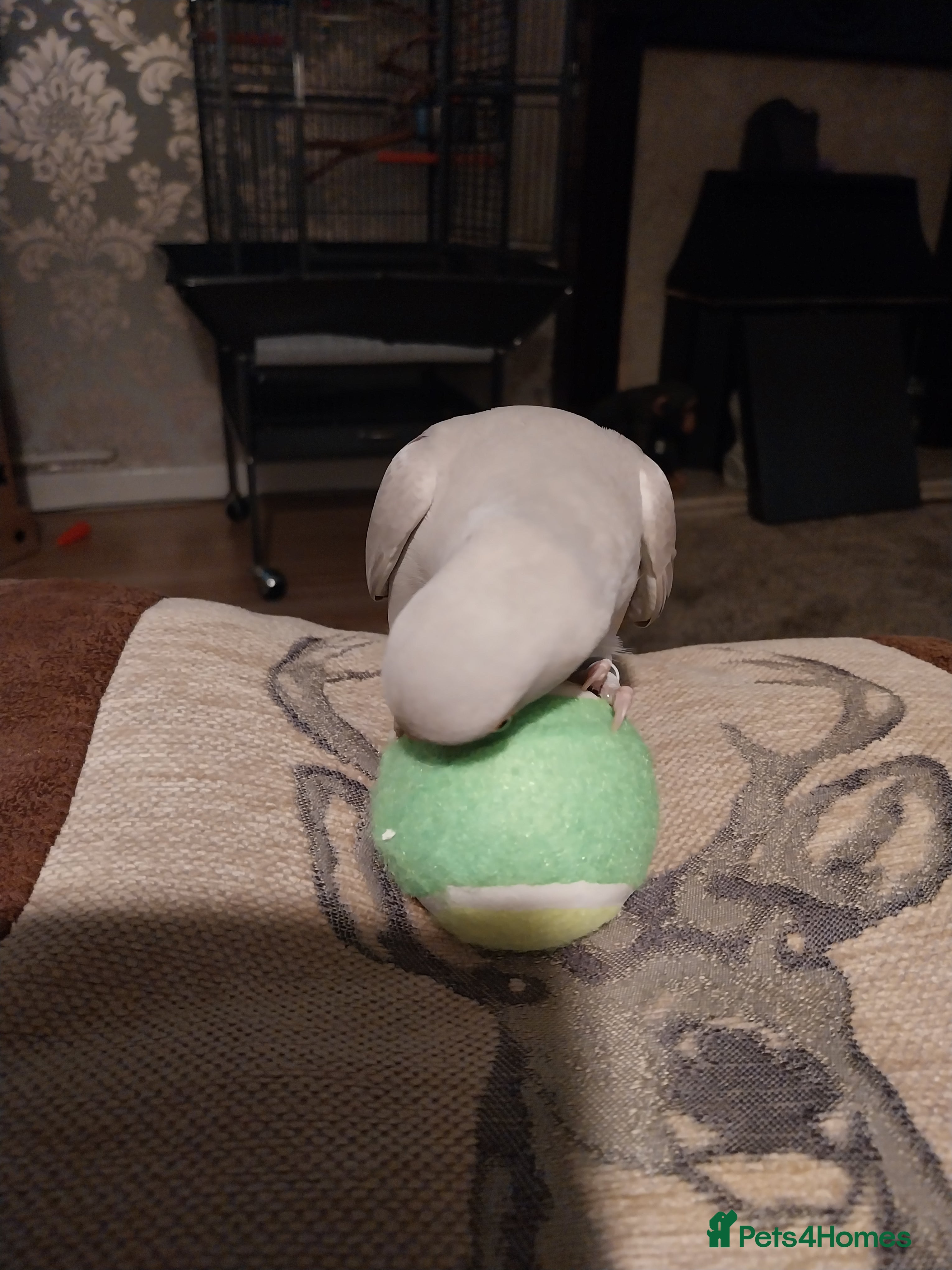 Ringnecks birds Misty moooo - Advert 20