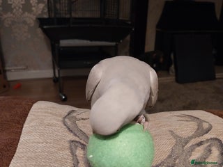 Ringnecks birds - Advert 4