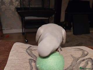 Ringnecks birds Misty moooo - Advert 1