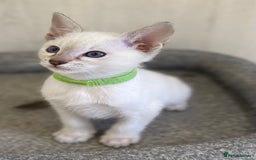 Siamese cats for sale: GCCF Registered Traditional Siamese Kittens.  - Image 13