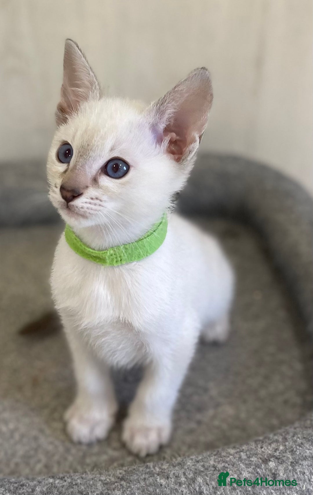 Siamese cats for sale: GCCF Registered Traditional Siamese Kittens.  - Image 13